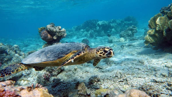 Tortugas Marinas Gran Tortuga Arrecife Bissa —  Fotos de Stock