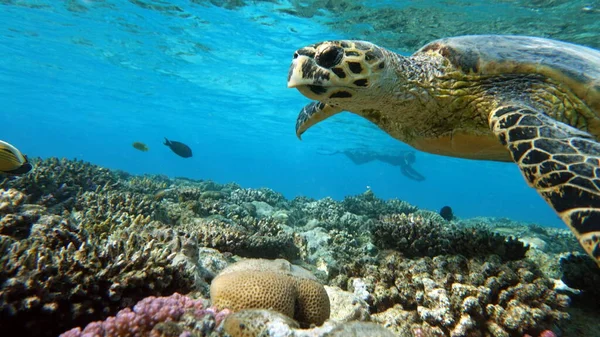 Морские Черепахи Большая Рифовая Черепаха Бисса — стоковое фото