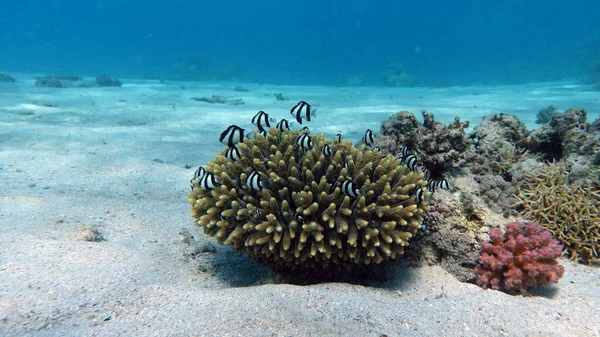 Beautiful Fish Red Sea Reef — Stock Photo, Image