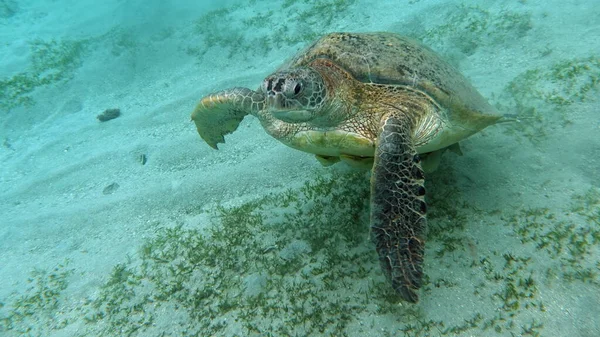 Wielki Zielony Żółw Rafach Morza Czerwonego — Zdjęcie stockowe
