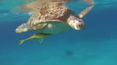 Kızıl Deniz 'in resiflerinde Büyük Yeşil Kaplumbağa.