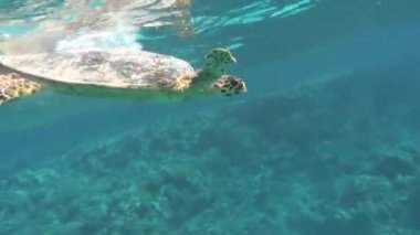 Deniz kaplumbağaları. Büyük resif kaplumbağası. Bissa..