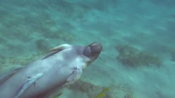 Dugongo Vaca Mar Marsa Alam Baía Marsa Mubarak — Vídeo de Stock