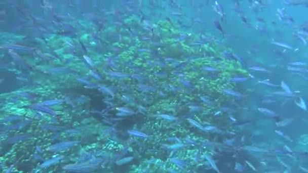 Belo Peixe Nos Recifes Mar Vermelho — Vídeo de Stock