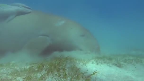 Dugongo Vaca Mar Marsa Alam Bahía Marsa Mubarak — Vídeo de stock