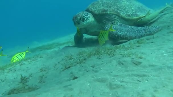 Große Grüne Schildkröte Den Riffen Des Roten Meeres — Stockvideo