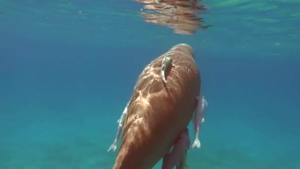 Dugongo Vaca Mar Marsa Alam Baía Marsa Mubarak — Vídeo de Stock