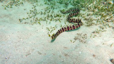 Kızıl Deniz resifinde güzel balıklar.