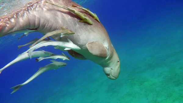 Dugongo Sea Cow Marsa Alam Marsa Mubarak Bay — Stock Photo, Image