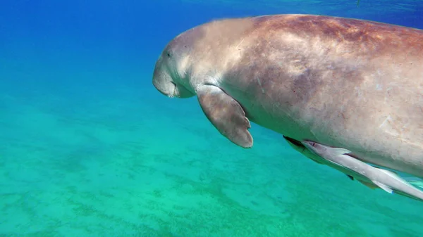 Ντουγκόνγκο Θαλάσσια Αγελάδα Marsa Alam Κόλπος Μάρσα Μουμπάρακ — Φωτογραφία Αρχείου