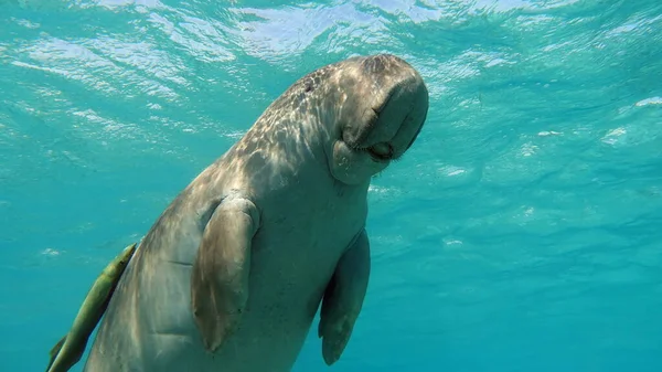 Deniz ineği. Marsa Alam 'daki Deniz İneği. Marsa Mübarek Körfezi.