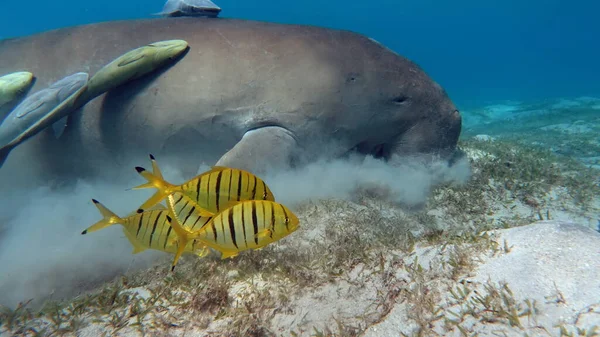 Deniz ineği. Marsa Alam 'daki Deniz İneği. Marsa Mübarek Körfezi.
