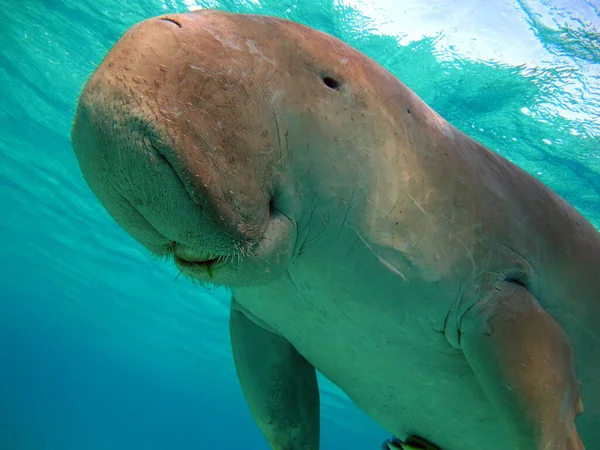 ドゥグンゴ マルサ アラムのシーカウズ マルサ ムバラク湾 — ストック写真