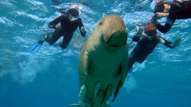 Deniz ineği. Marsa Alam 'daki Deniz İneği. Marsa Mübarek Körfezi.