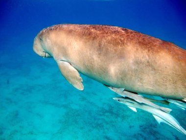 Deniz ineği. Marsa Alam 'daki Deniz İneği. Marsa Mübarek Körfezi.
