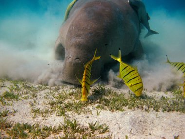 Deniz ineği. Marsa Alam 'daki Deniz İneği. Marsa Mübarek Körfezi.