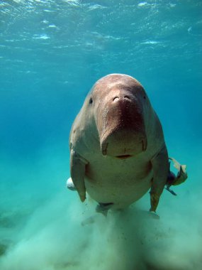 Deniz ineği. Marsa Alam 'daki Deniz İneği. Marsa Mübarek Körfezi.