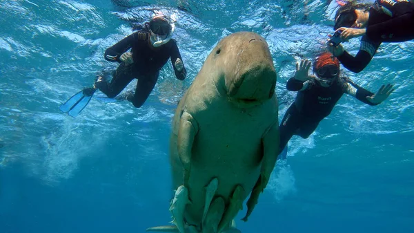 Deniz ineği. Marsa Alam 'daki Deniz İneği. Marsa Mübarek Körfezi.