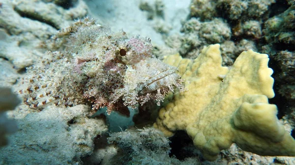 Scorpionfish, Fish - type bone fish Osteichthyes, Scorpaenidae, Flathead scorpenopsis.