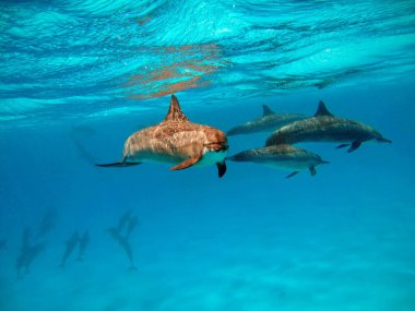 Spinner dolphin .Stenella longirostris dünyanın dört bir yanındaki tropikal kıyı sularında yaşayan küçük bir yunus türüdür..