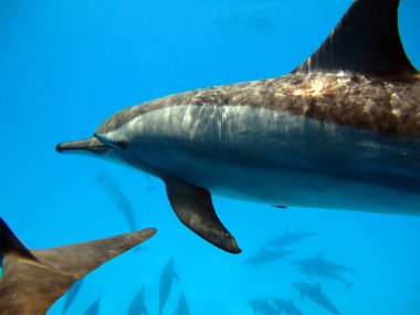 Spinner dolphin .Stenella longirostris dünyanın dört bir yanındaki tropikal kıyı sularında yaşayan küçük bir yunus türüdür..