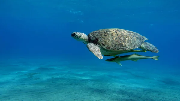 Tortuga Verde Grande Los Arrecifes Del Mar Rojo — Foto de Stock