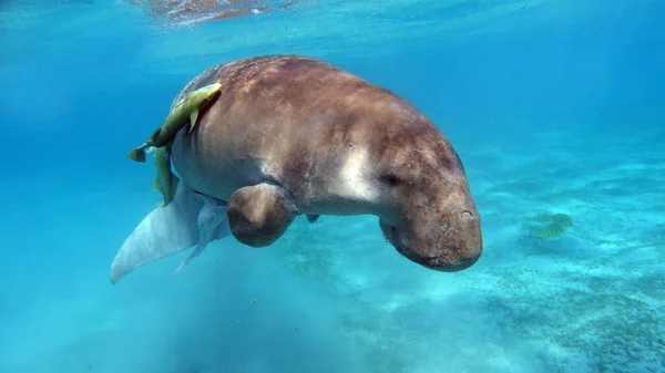 Ντουγκόνγκο Θαλάσσια Αγελάδα Marsa Alam Κόλπος Μάρσα Μουμπάρακ — Φωτογραφία Αρχείου