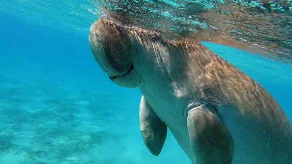 Дюгонго Морська Корова Марсі Алам Затока Марса Мубарак — стокове фото