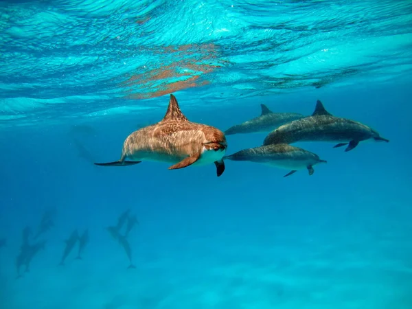 Golfinho Giratório Stenella Longirostris Pequeno Golfinho Que Vive Águas Costeiras — Fotografia de Stock