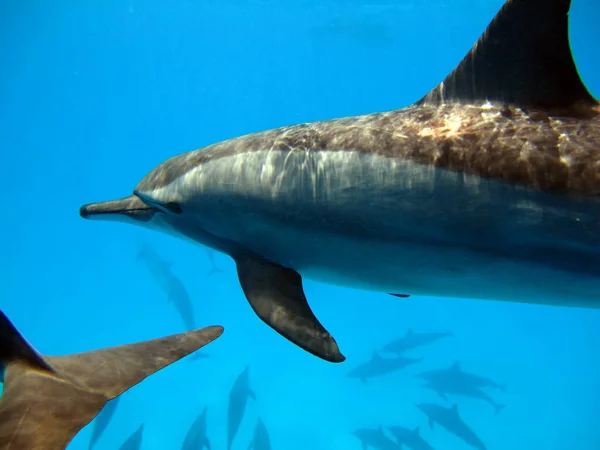 Spinner dolphin .Stenella longirostris dünyanın dört bir yanındaki tropikal kıyı sularında yaşayan küçük bir yunus türüdür..