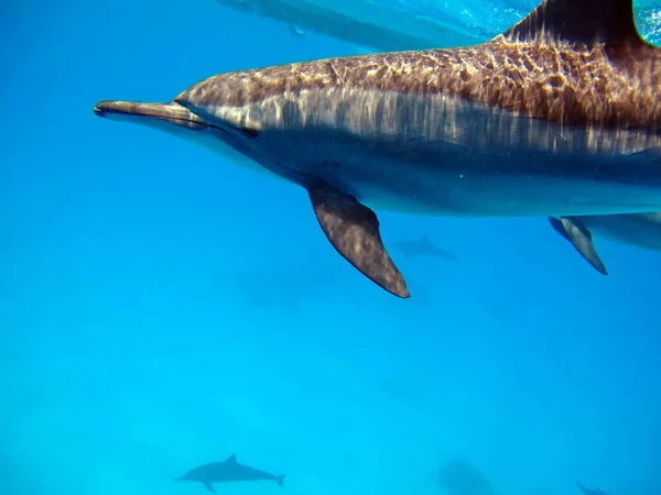 Spinner Delphin Stenella Longirostris Egy Kis Delfin Amely Trópusi Tengerparti — Stock Fotó