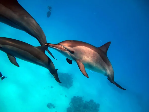 Spinner Dolphin Stenella Longirostris Pequeño Delfín Que Vive Aguas Costeras —  Fotos de Stock