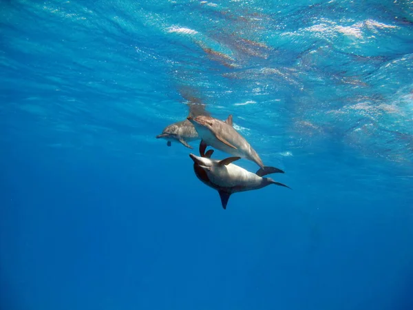 Spinner Dolphin Stenella Longirostris Small Dolphin Lives Tropical Coastal Waters — Stock Photo, Image