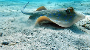 Taeniura lymma, Stingrays Batoidea Stingray Family, Benekli Stingray. Stingray ailesi. Benekli mavi vatoz.
