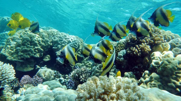 Kelebek balığı. Kızıl Deniz kabubası - bu balık 20 cm büyür, zooplankton ile beslenir..