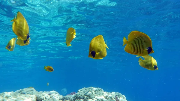 Masked Butterflyfish Fish Type Bone Fish Osteichthyes Butterfly Fish Chaetodontidae — 스톡 사진