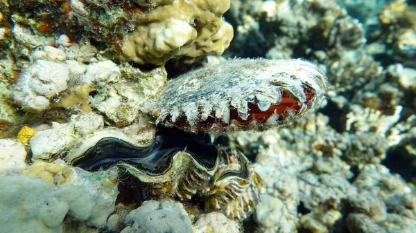 sea turtle in the ocean, underwater life