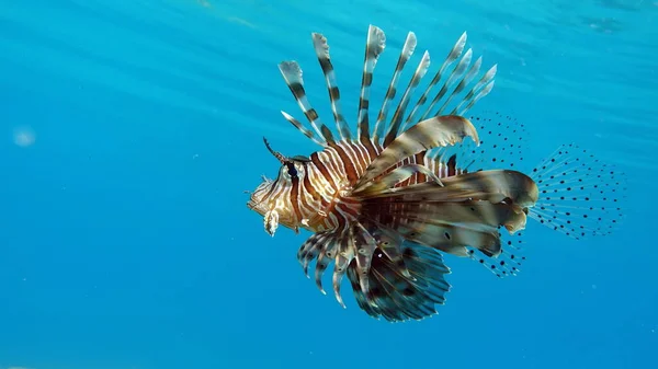 Peixe Leão Mar Vermelho — Fotografia de Stock