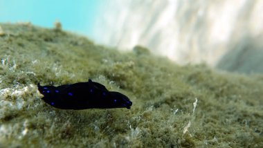 Nudibranchs (Latince: Nudibranchia), Heterobranchia alt sınıfından bir deniz gastropodu müfrezesidir. Bazı türler zehirlidir ve parlak renklere sahiptir. Bütün nüdidallar çift cinsiyetlidir..
