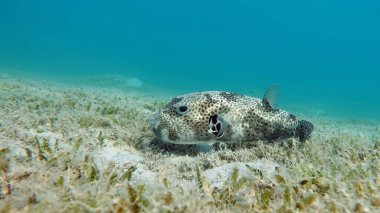 Kızıl Deniz resifinde güzel balıklar.