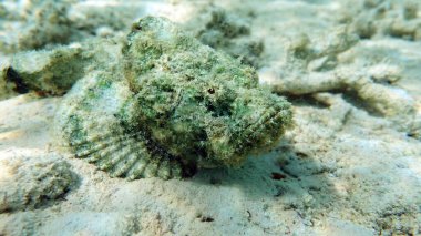 Kızıl Deniz 'in resiflerinde güzel balıklar.