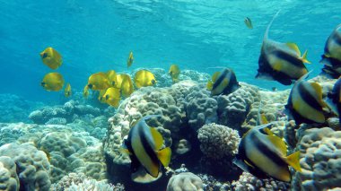 Kelebek balığı. Kızıl Deniz kabubası - bu balık 20 cm büyür, zooplankton ile beslenir..