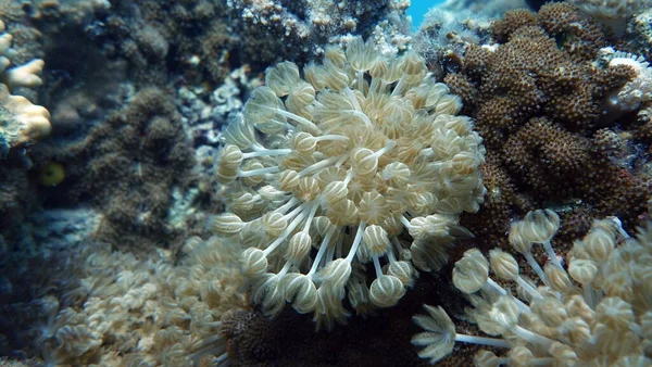 Beautiful Coral Reefs Red Sea — Stock Photo, Image