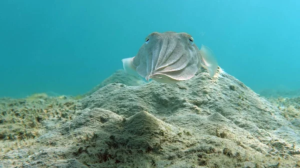 Cottfish Fáraó Puhatestűek Puhatestűek Fejlábú Puhatestűek Tintahal Különítmény Fáraó Tintahal — Stock Fotó