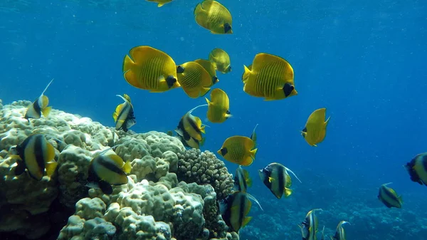 Masked butterflyfish. Fish - a type of bone fish Osteichthyes. Butterfly fish Chaetodontidae. Masked butterfly fish.