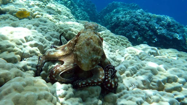 Pulpo Pulpo Azul Grande Los Arrecifes Del Mar Rojo —  Fotos de Stock