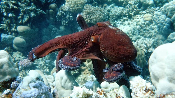 Octopus. Big Blue Octopus on the Red Sea Reefs.