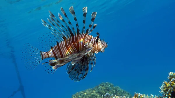 紅海のライオン魚 — ストック写真