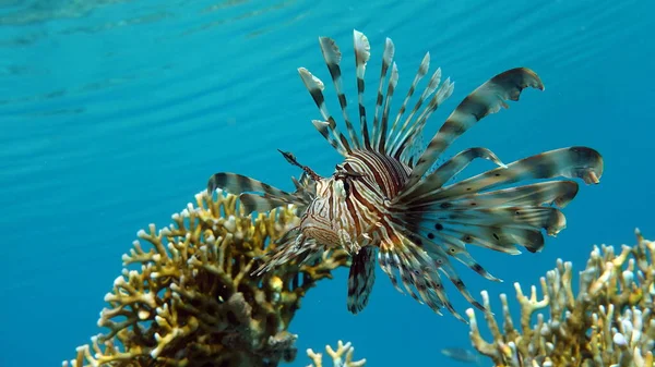 紅海のライオン魚 — ストック写真