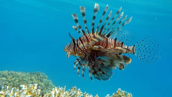 Peixe Leão Mar Vermelho — Fotografia de Stock